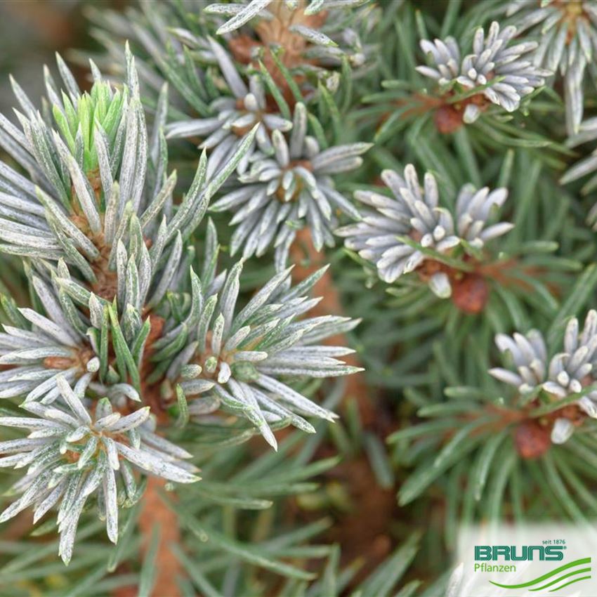 Picea glauca 'Sanders Blue' von Bruns Pflanzen