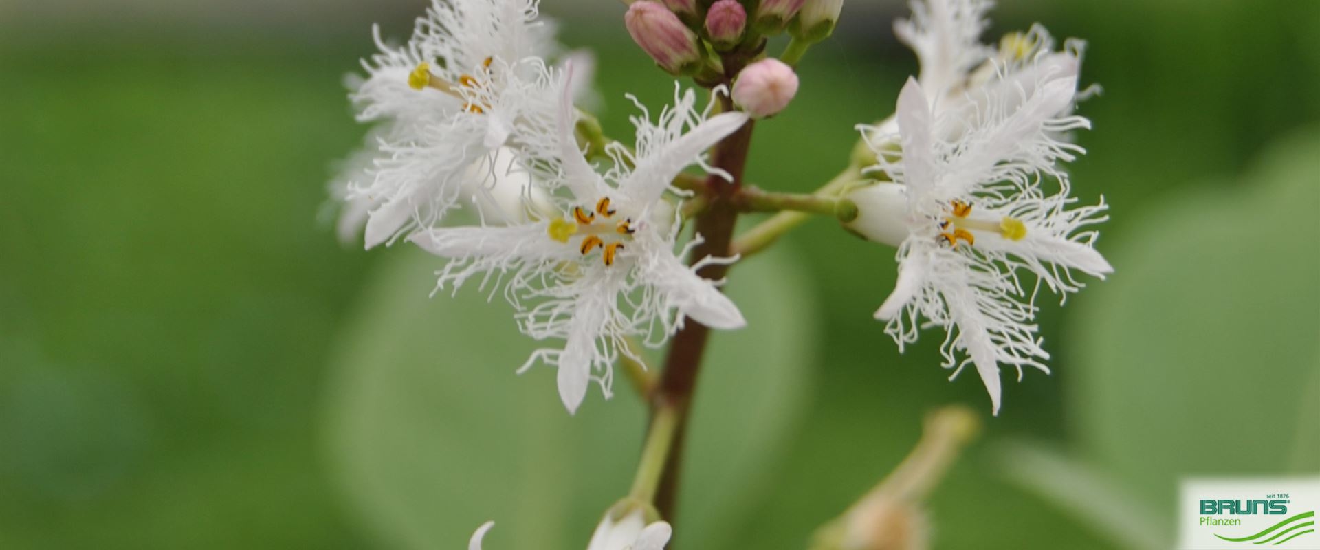 Menyanthes trifoliata von Bruns Pflanzen