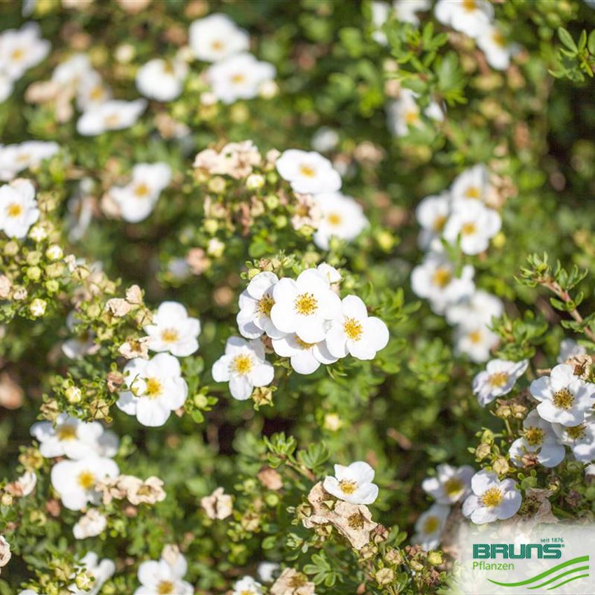 Potentilla fruticosa 'Abbotswood' von Bruns Pflanzen