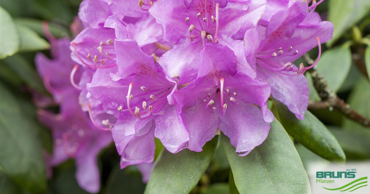 38+ Rhododendron Andere Pflanzen, In diesem artikel erfahren sie, was