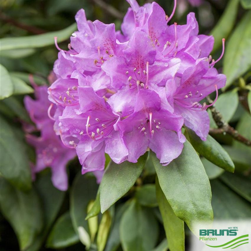 Rhododendron Inkarho (R) cataw. 'Grandiflorum' von Bruns Pflanzen