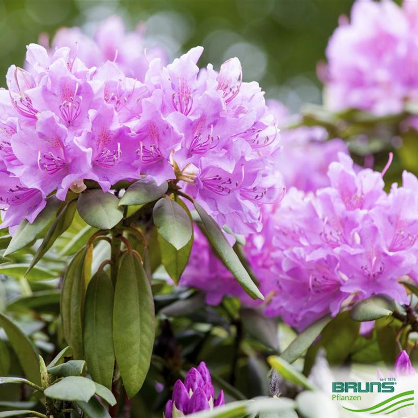 Rhododendron Inkarho (R) cataw. 'Grandiflorum' von Bruns Pflanzen