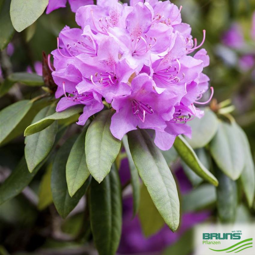 Rhododendron Inkarho (R) cataw. 'Grandiflorum' von Bruns Pflanzen