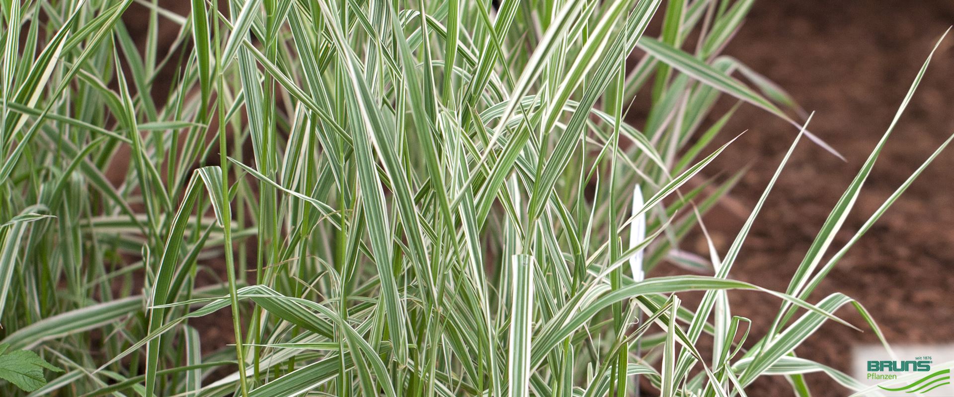 Phalaris arundinacea 'Picta' von Bruns Pflanzen
