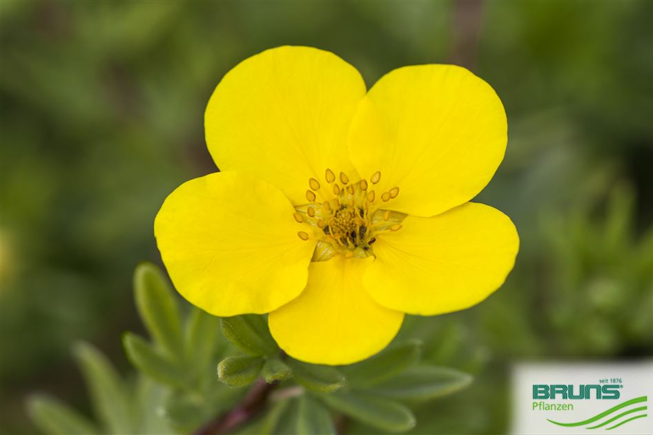 Image of Potentilla bush roots close-up