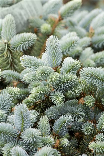 Blue Spruce Tree picea Pungens Glauca Seeds -  Israel