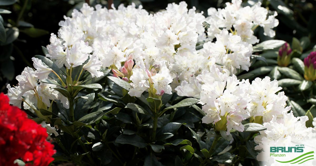 Rhododendron Inkarho (R) 'Cunningham's White' von Bruns Pflanzen