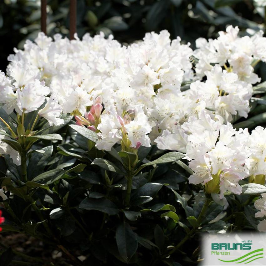 Rhododendron Inkarho (R) 'Cunningham's White' von Bruns Pflanzen