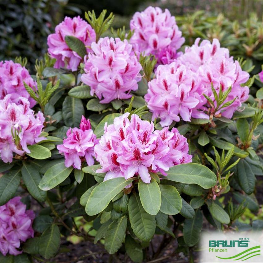 Rhododendron Inkarho (R) 'Furnivalls Daughter' von Bruns Pflanzen