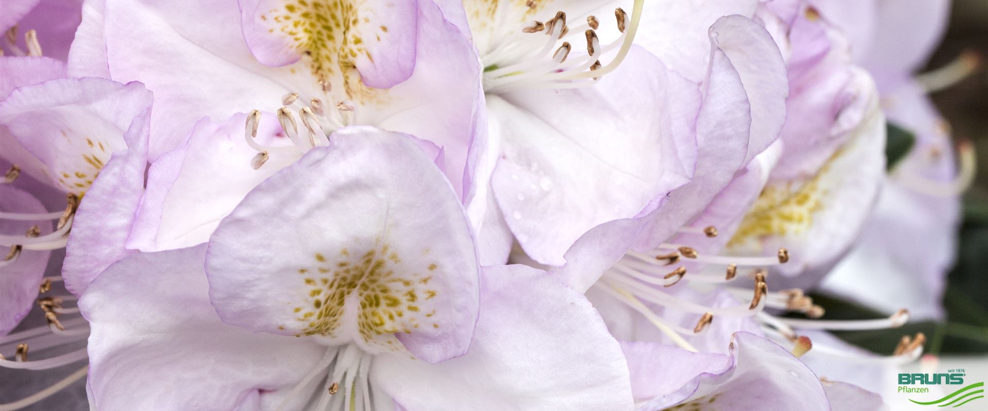 Rhododendron Inkarho (R) ‘Gomer Waterer’ von Bruns Pflanzen