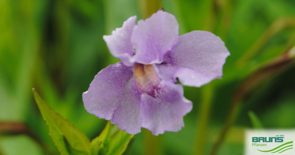 Mimulus ringens, Blaue Gauklerblume von Bruns Pflanzen