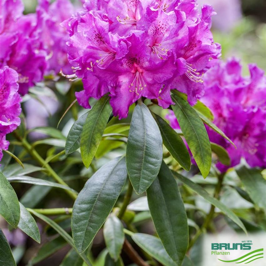 Rhododendron Inkarho (R) 'Lilofee' von Bruns Pflanzen