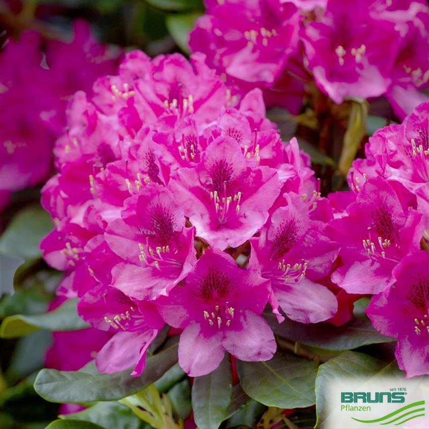 Rhododendron Inkarho (R) 'Nova Zembla' von Bruns Pflanzen