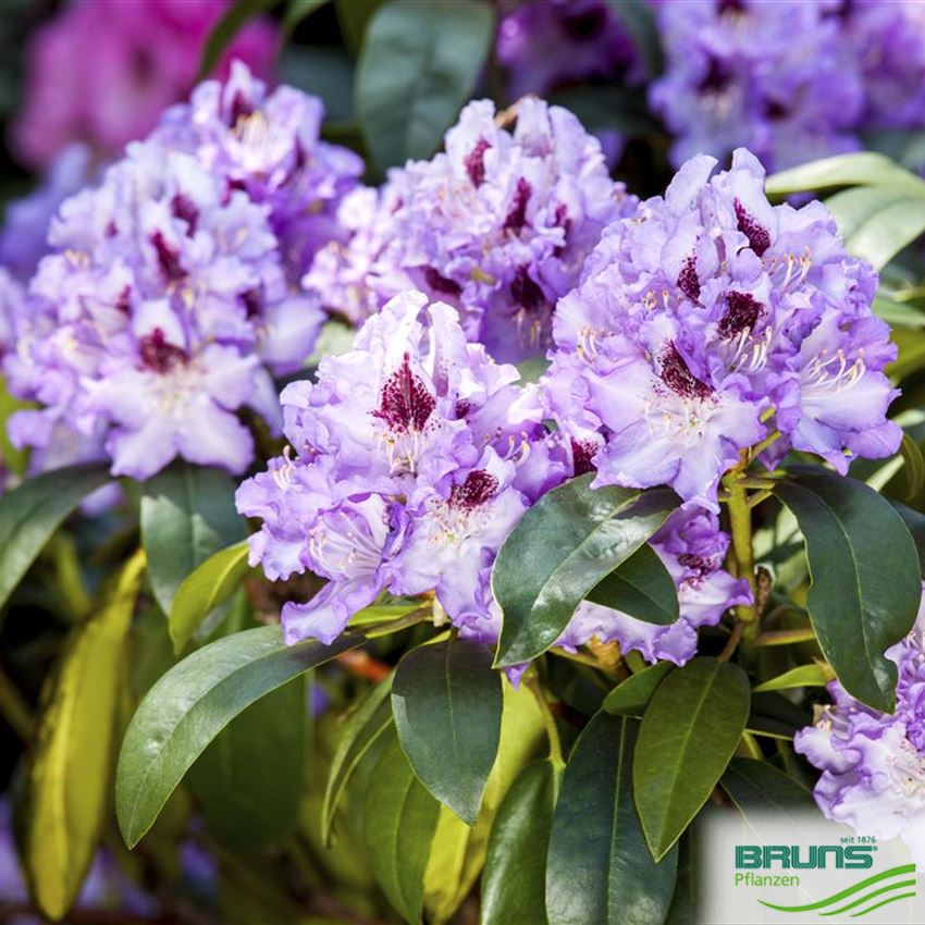 Rhododendron 'Blue Peter' von Bruns Pflanzen