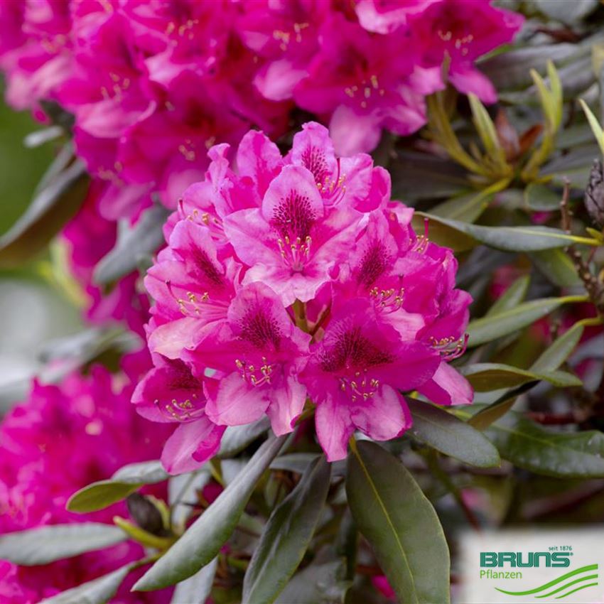 Rhododendron Inkarho (R) 'Nova Zembla' von Bruns Pflanzen