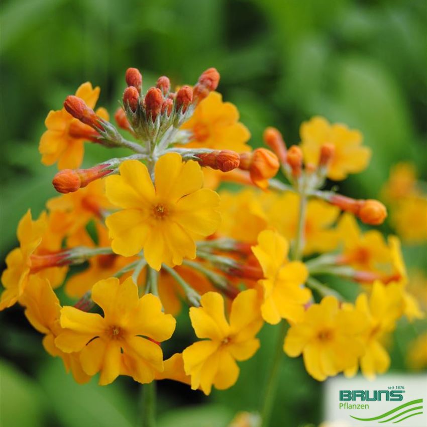 Primula Bulleyana Von Bruns Pflanzen