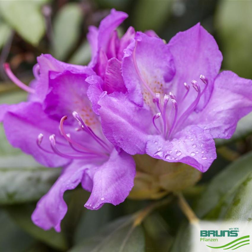39+ Rhododendron Unter Fichte Pflanzen, Das ideale umfeld für einen