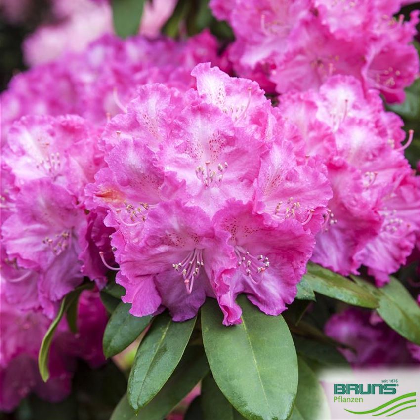 Rhododendron Inkarho (R) yakush. 'Polaris' von Bruns Pflanzen