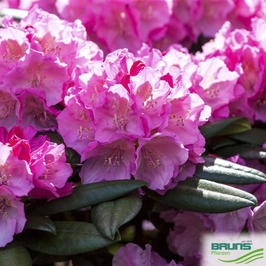 Rhododendron Inkarho (R) yakush. 'Polaris' von Bruns Pflanzen