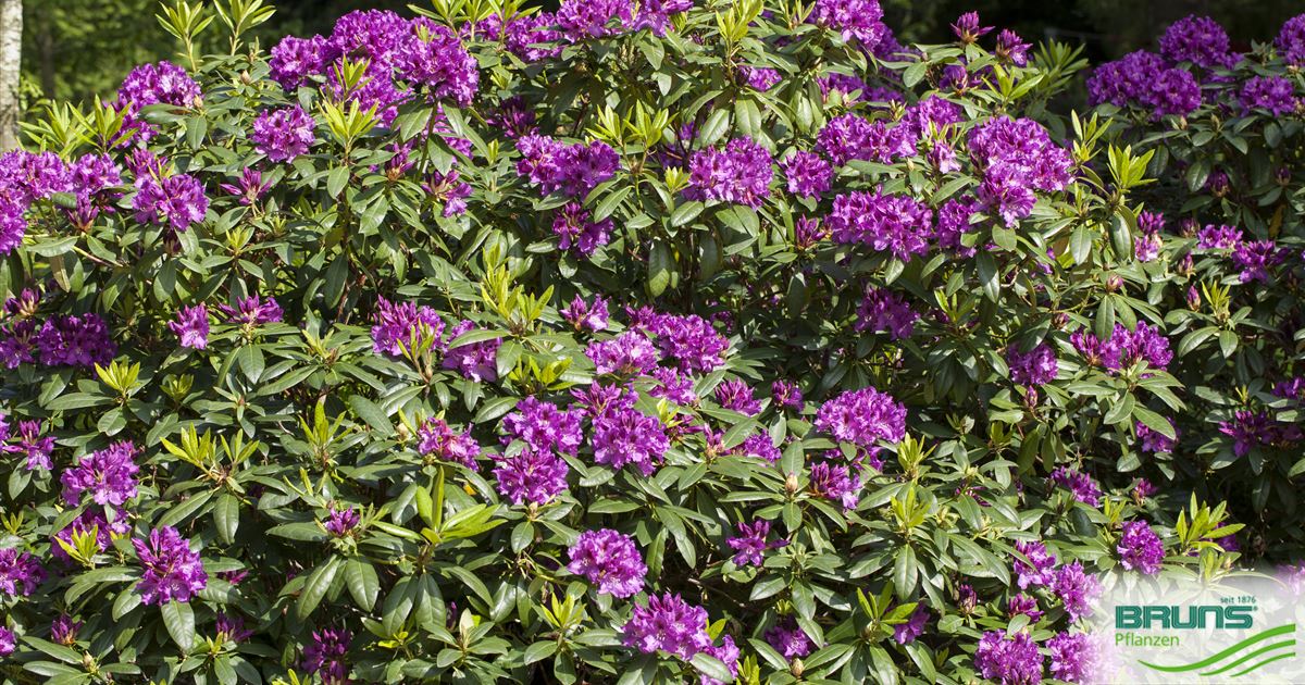 Rododendras Rasputin Rhododendron Inkarho (R) 'Rasputin' von Bruns Pflanzen