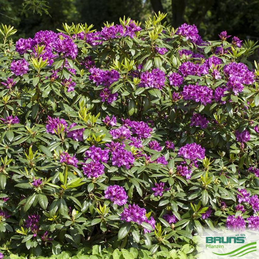 Rhododendron 'Rasputin' von Bruns Pflanzen