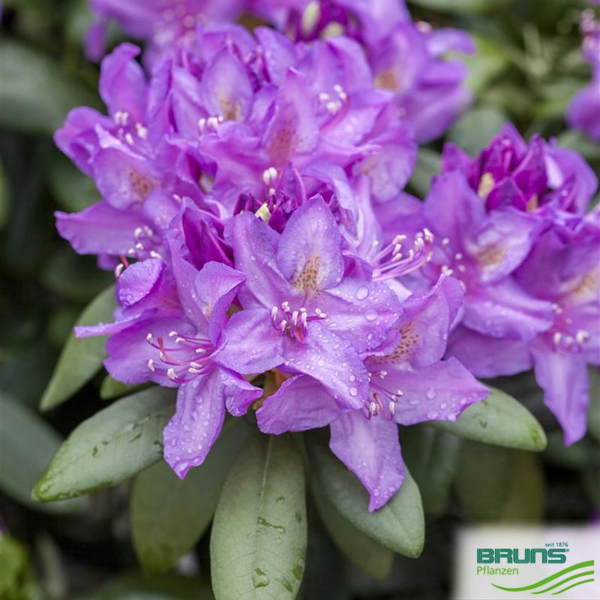 Rhododendron 'Catawbiense Boursault' von Bruns Pflanzen