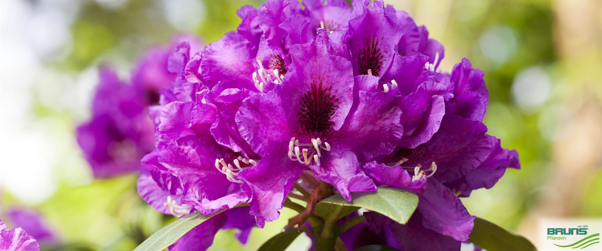 Rhododendron 'Rasputin' von Bruns Pflanzen