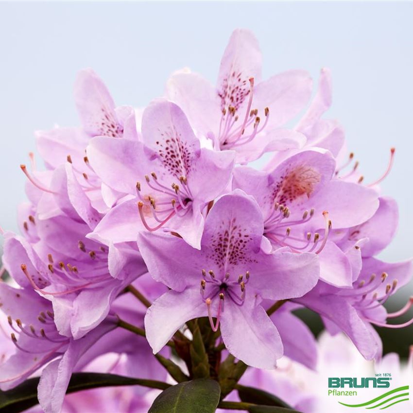 Rhododendron Inkarho (R) 'Roseum Elegans' von Bruns Pflanzen