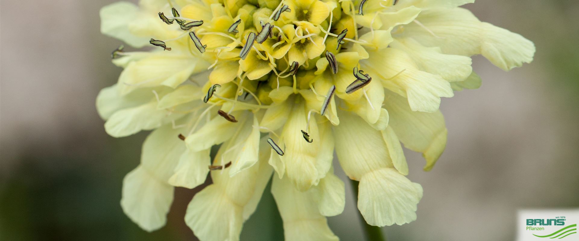 Scabiosa ochroleuca, Pale-yellow Scabious von Bruns Pflanzen