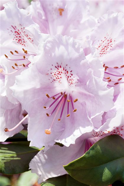 Rhododendron Inkarho (R) yakush. 'Schneekrone' von Bruns Pflanzen