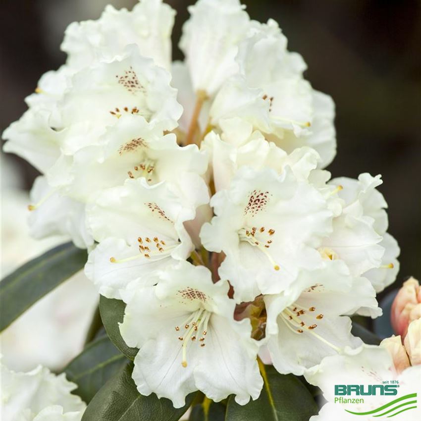 Rhododendron Inkarho (R) yakush. 'Schneekrone' von Bruns Pflanzen