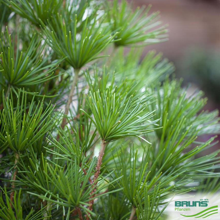 Sciadopitys verticillata von Bruns Pflanzen