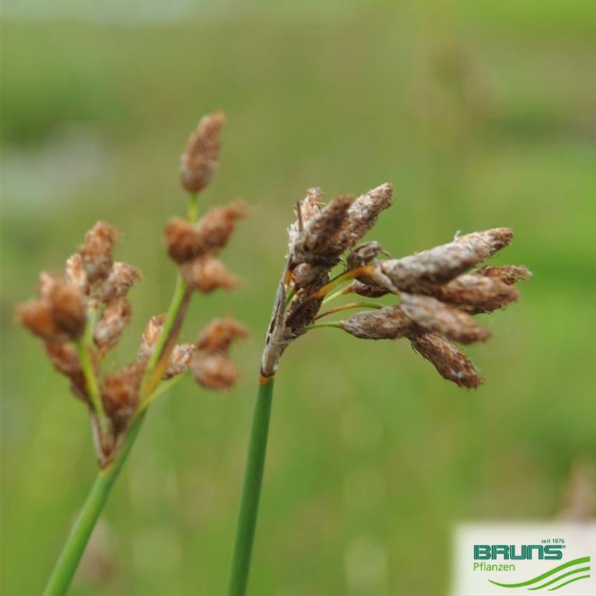 Scirpus lacustris von Bruns Pflanzen