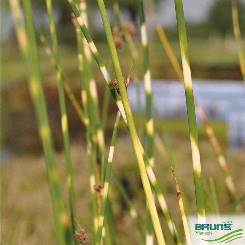 Scirpus tabernaemontani 'Zebrinus', ZebraSimse von Bruns Pflanzen