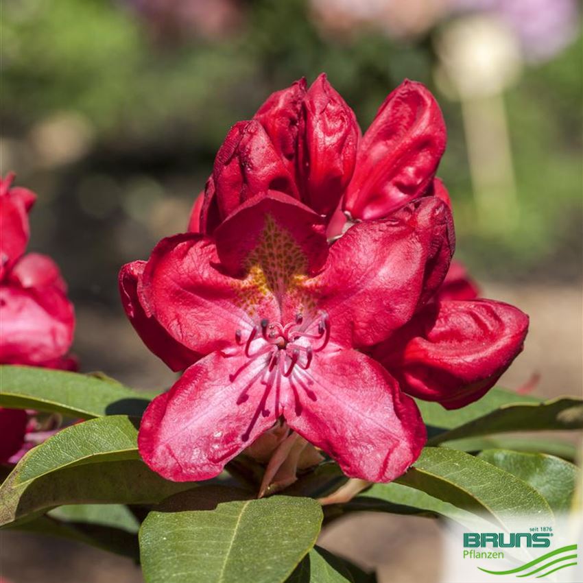 Rhododendron 'Junifeuer' von Bruns Pflanzen