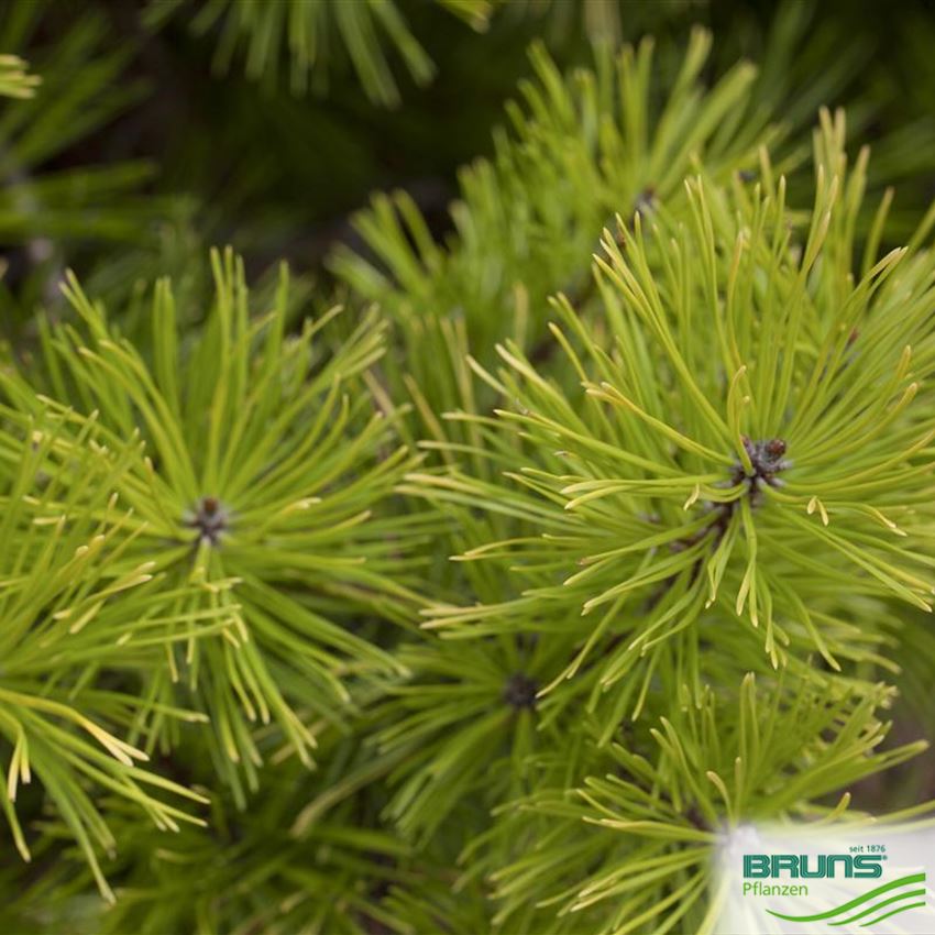 Pinus contorta, DrehKiefer von Bruns Pflanzen