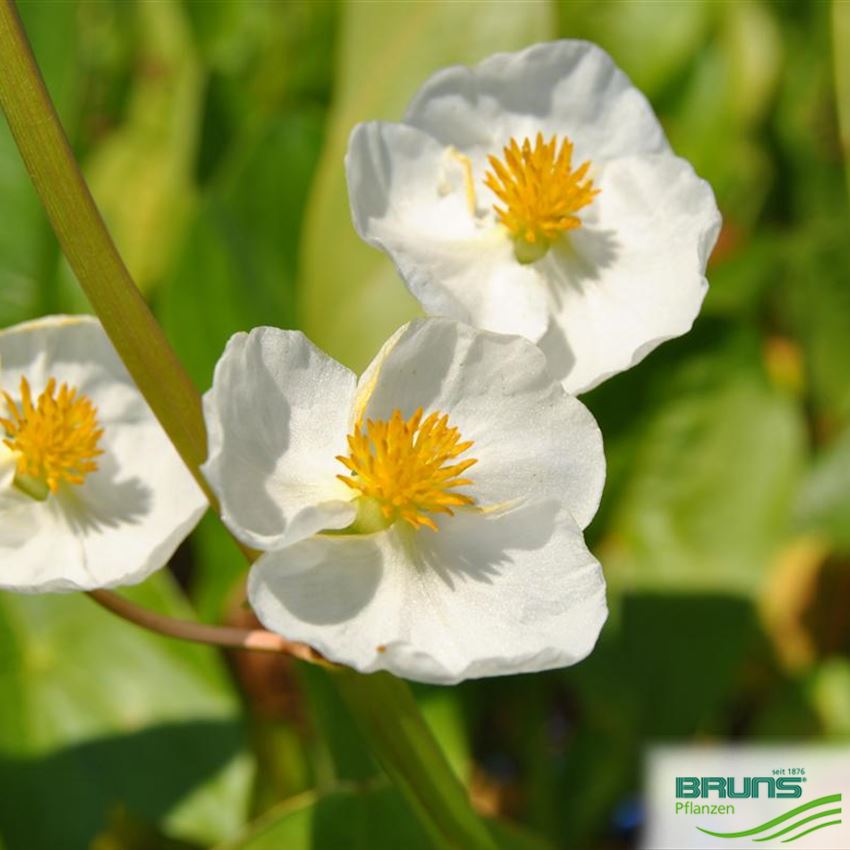 Sagittaria latifolia, Breitblättriges Pfeilkraut von Bruns Pflanzen