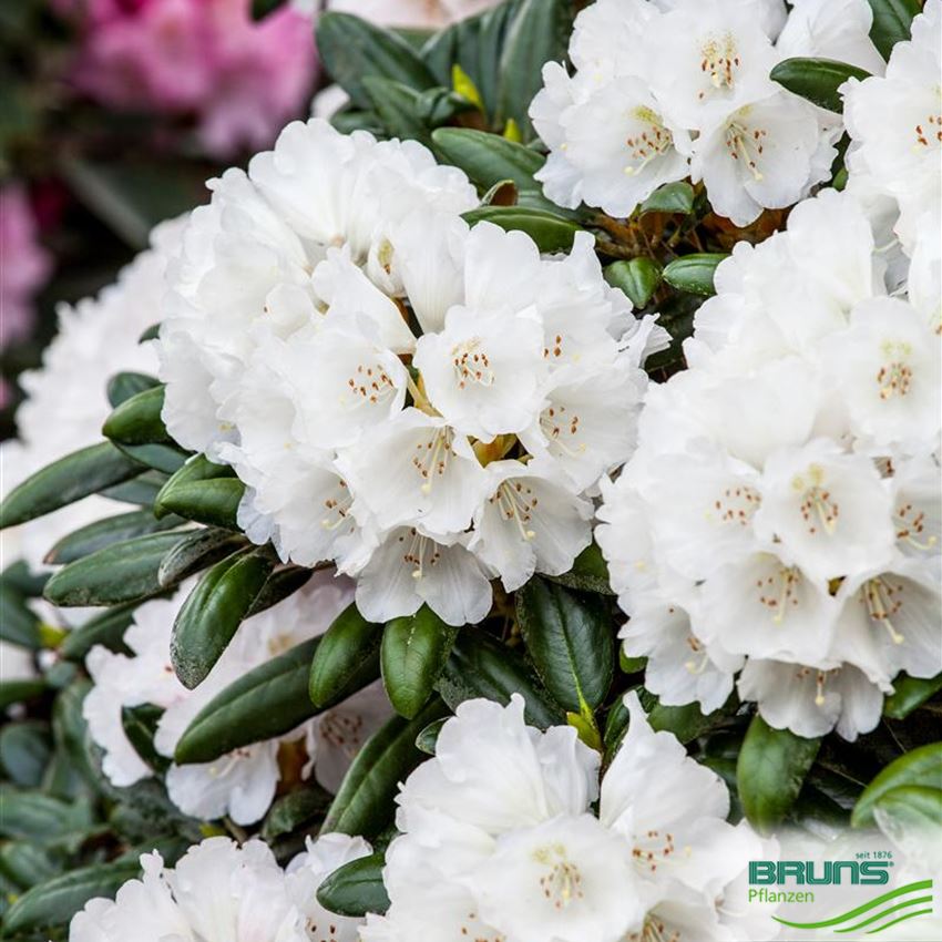 Rhododendron yakush. 'Koichiro Wada' von Bruns Pflanzen