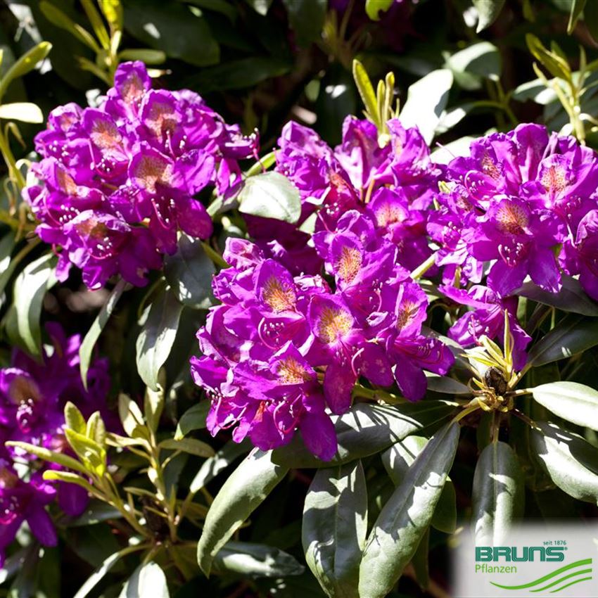 Rhododendron Inkarho (R) 'Marcel Menard' von Bruns Pflanzen
