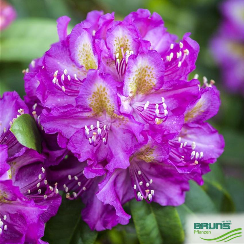 Rhododendron Inkarho (R) 'Marcel Menard' von Bruns Pflanzen