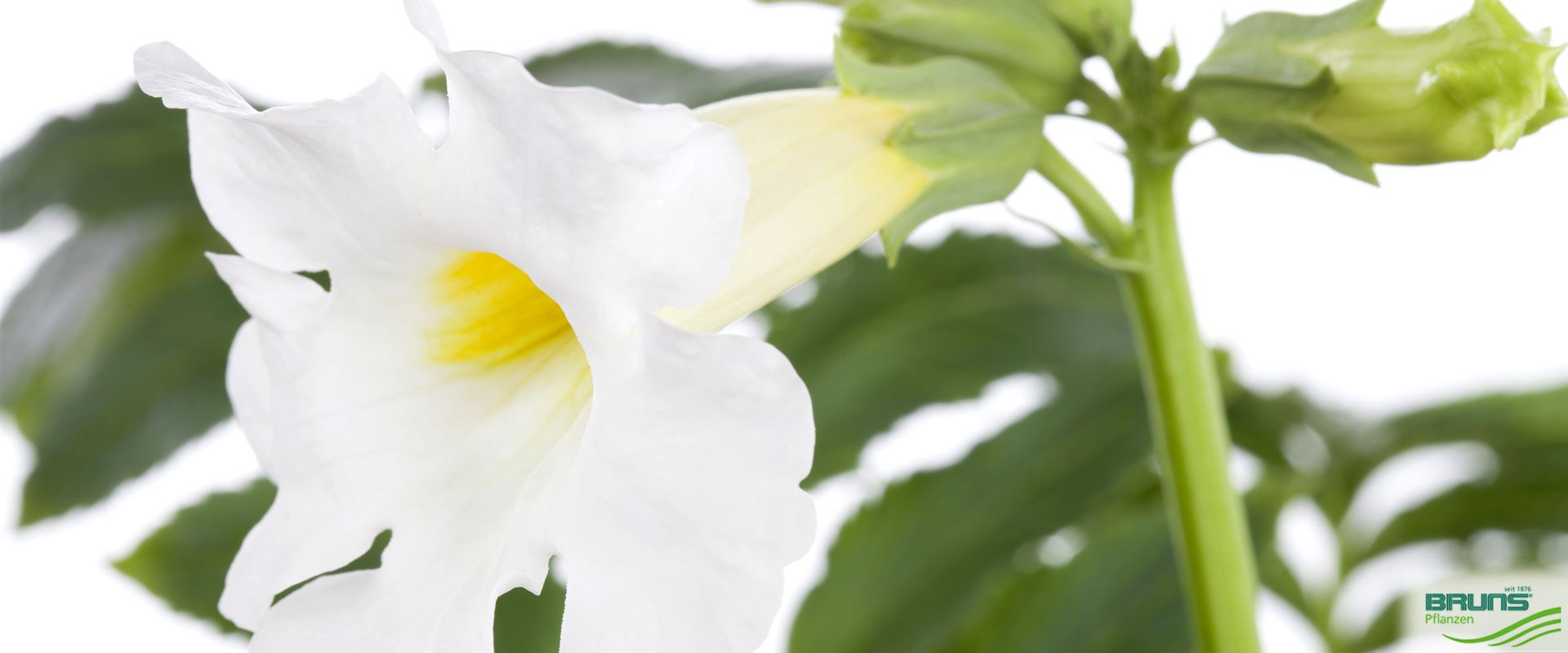 Incarvillea delavayi 'Alba' von Bruns Pflanzen