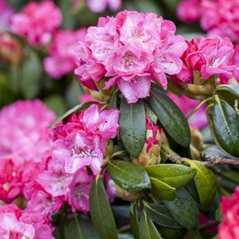 Rhododendron 'Germania'®