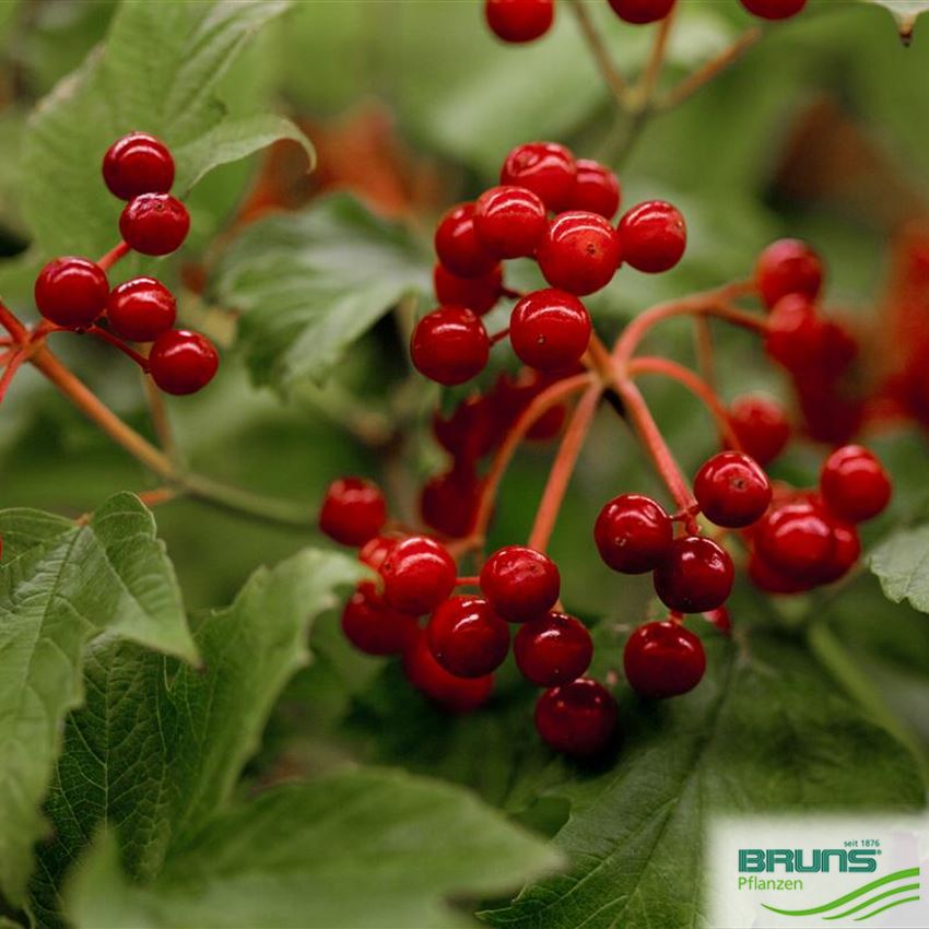 Compactum Tree Viburnum opulus 'Compactum' von Bruns Pflanzen