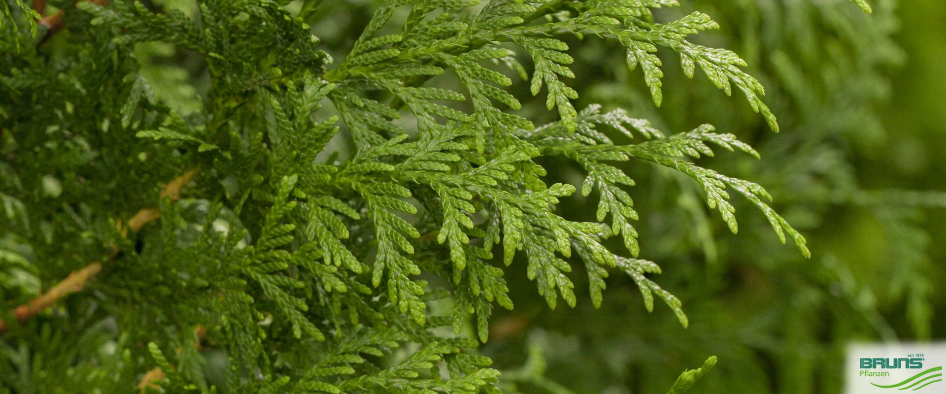 Thuja plicata 'Gelderland' von Bruns Pflanzen