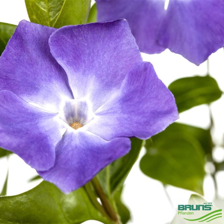 Vinca major, Greater periwinkle von Bruns Pflanzen