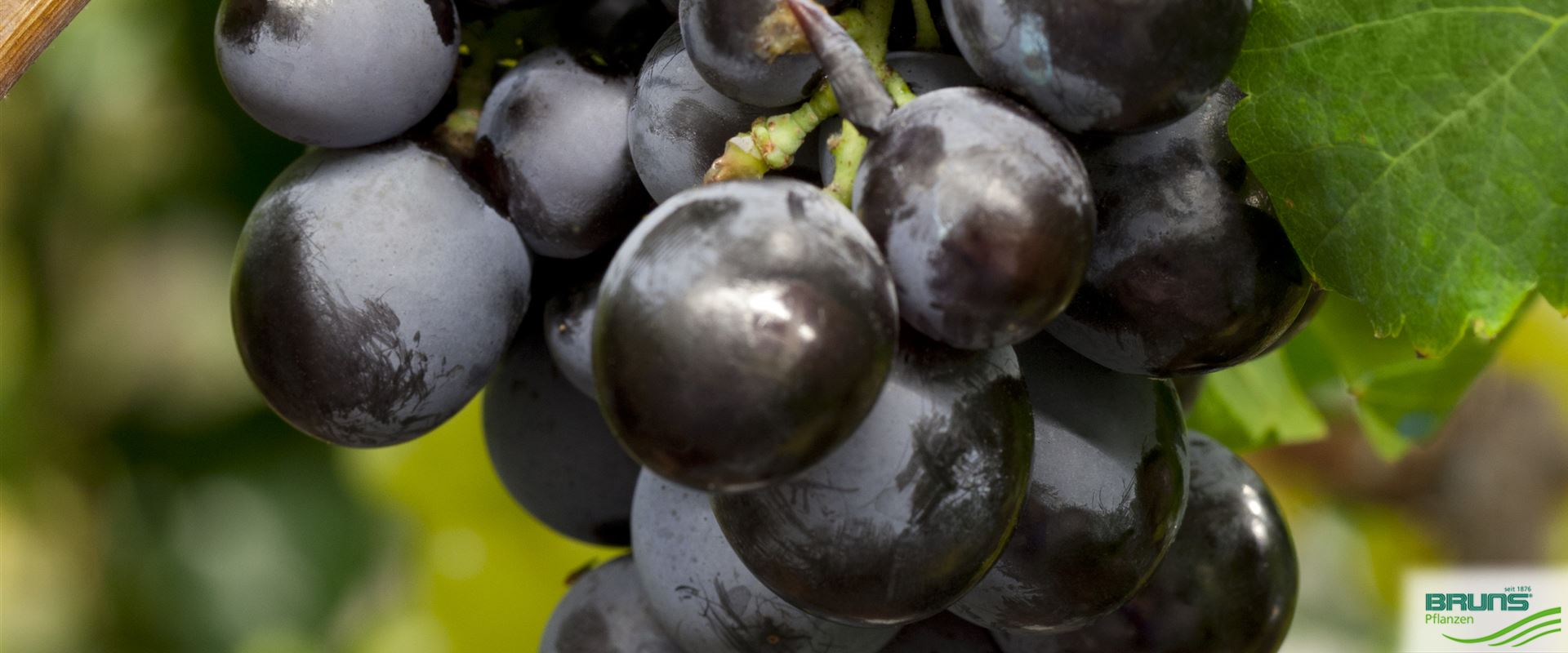 Vitis vinifera von Bruns Pflanzen