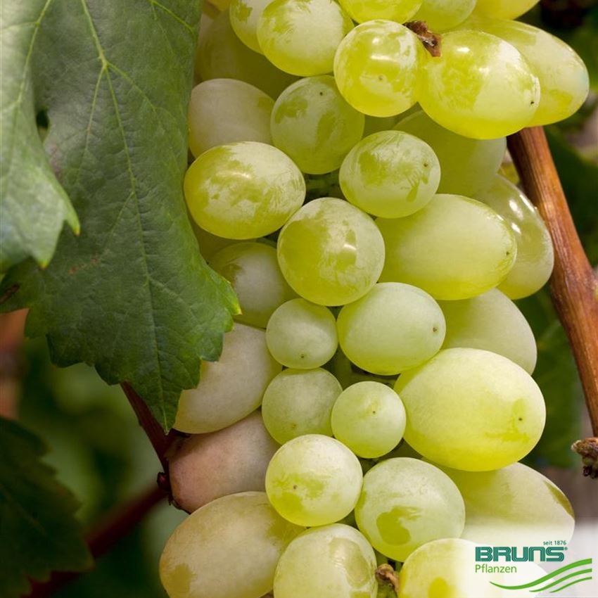 Vitis vinifera von Bruns Pflanzen