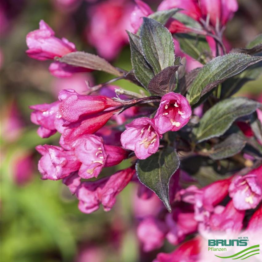 Weigela florida, Liebliche Weigelie von Bruns Pflanzen