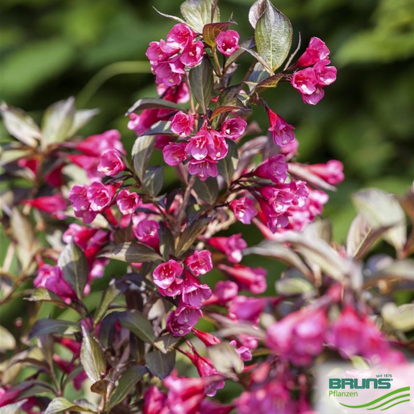 Weigela florida 'Alexandra' (R) von Bruns Pflanzen
