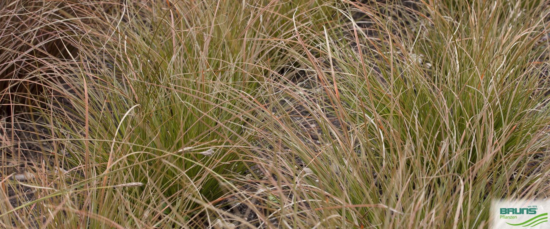 Carex testacea, Orange New Zealand Sedge von Bruns Pflanzen